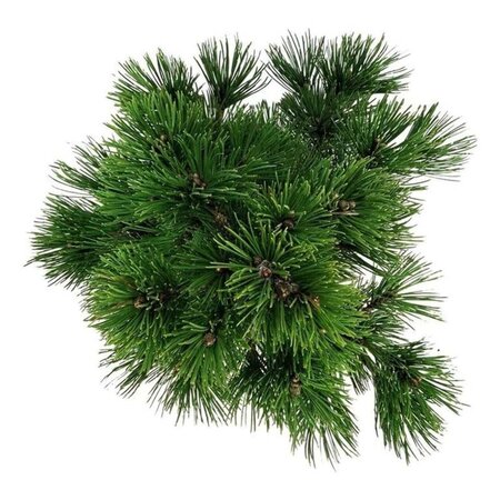 Pinus heldreichii 'Compact Gem' 30-40 cm cont. 7,5L - afbeelding 5