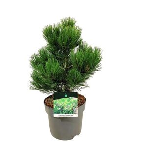 Pinus heldreichii 'Compact Gem' 30-40 cm cont. 7,5L - afbeelding 6