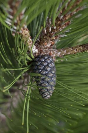 Pinus heldreichii 'Compact Gem' 30-40 cm cont. 7,5L - afbeelding 2