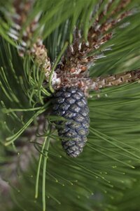 Pinus heldreichii 'Compact Gem' 30-40 cm cont. 7,5L - afbeelding 2