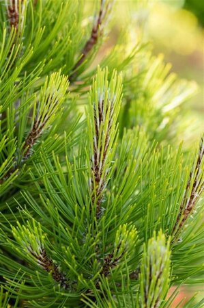 Pinus heldreichii 'Compact Gem' 30-40 cm cont. 7,5L - image 1