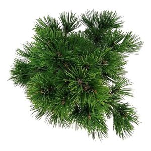 Pinus heldreichii 'Compact Gem' 30-40 cm cont. 7,5L - image 5