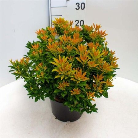 Pieris jap. 'Cupido' 30-40 cm cont. 5,0L - afbeelding 1