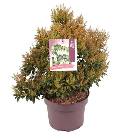 Pieris jap. 'Cupido' 30-40 cm cont. 5,0L - afbeelding 2