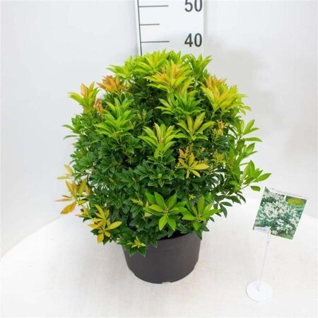 Pieris jap. 'Cupido' 40-50 cm cont. 10L