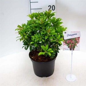 Pieris jap. 'Passion' 25-30 cm cont. 3,0L - afbeelding 2