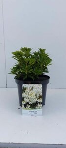 Pieris jap. 'Prelude' 25-30 cm cont. 3,0L - afbeelding 1