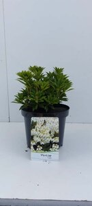 Pieris jap. 'Prelude' 25-30 cm cont. 3,0L - afbeelding 3