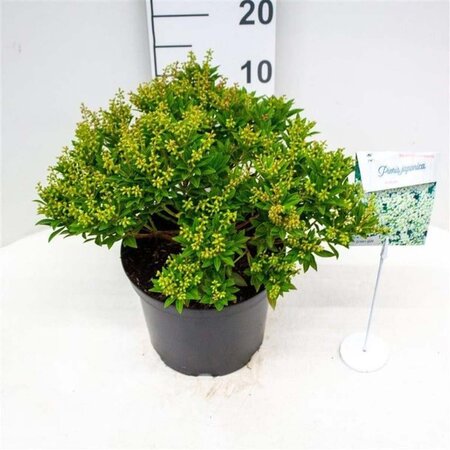 Pieris jap. 'Prelude' 30 cm cont. 5,0L bol