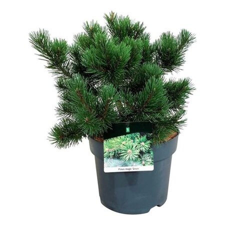 Pinus mugo 'Gnom' 30-40 cm cont. 7,5L - afbeelding 1