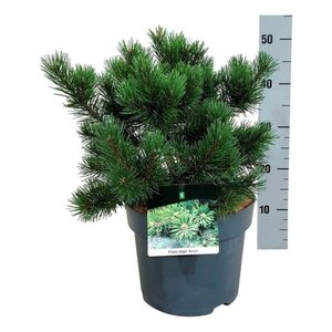 Pinus mugo 'Gnom' 30-40 cm cont. 7,5L - afbeelding 4