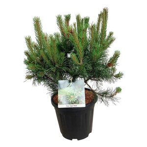 Pinus mugo 'Gnom' 50-60 cm cont. 15L - afbeelding 1