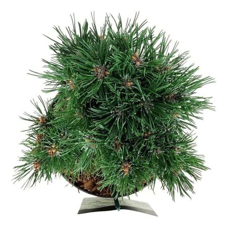 Pinus mugo 'Heideperle' 20-25 cm cont. 5,0L - afbeelding 2