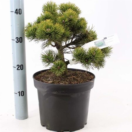 Pinus mugo 'March' 25-30 cm cont. 5,0L - afbeelding 1