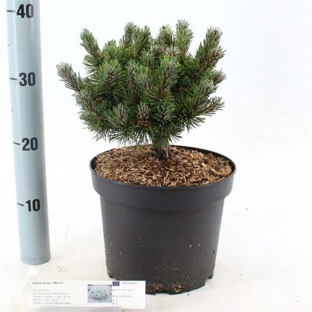 Pinus mugo 'March' 25-30 cm cont. 5,0L - afbeelding 2