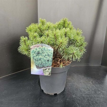 Pinus mugo 'Mops' 30-40 cm cont. 7,5L - afbeelding 1