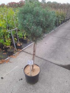 Pinus mugo 'Mops' 70 cm stam cont. 15L