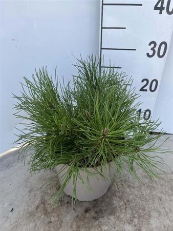 Pinus mugo mughus 25-30 cm cont. 3,0L - afbeelding 1