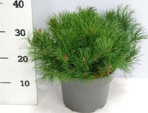 Pinus mugo mughus 30-40 cm cont. 5,0L - afbeelding 2