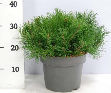 Pinus mugo mughus 30-40 cm cont. 5,0L - afbeelding 3