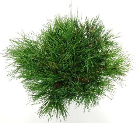 Pinus mugo mughus 30-40 cm cont. 5,0L - afbeelding 4