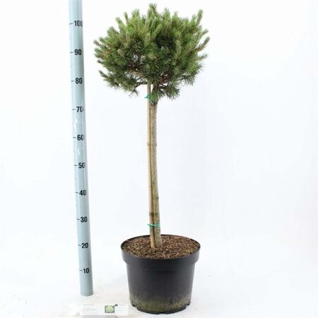 Pinus mugo 'Ophir' 60 cm stam cont. 10L