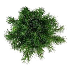 Pinus mugo pumilio 30-40 cm cont. 7,5L - afbeelding 1