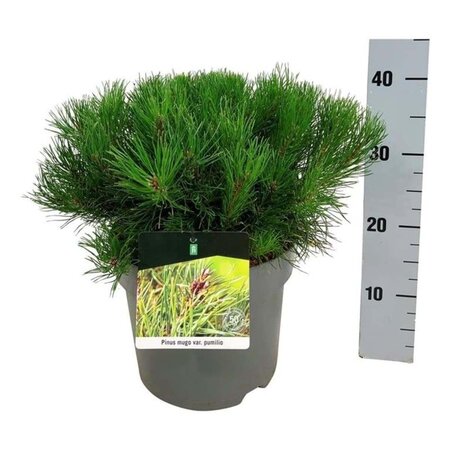 Pinus mugo pumilio 30-40 cm cont. 7,5L - afbeelding 2