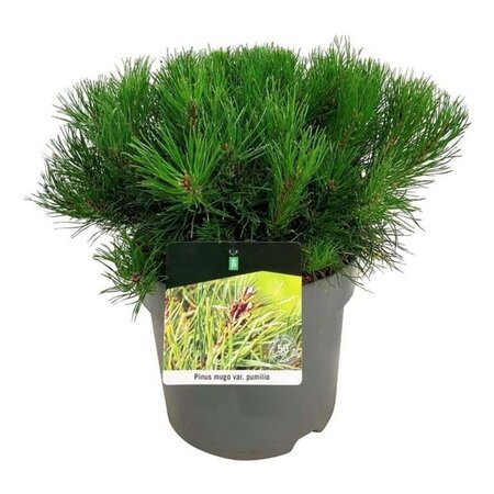 Pinus mugo pumilio 30-40 cm cont. 7,5L - afbeelding 3