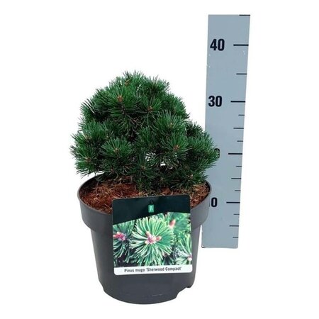 Pinus mugo 'Sherwood Compact' 20-25 cm cont. 5,0L - afbeelding 1