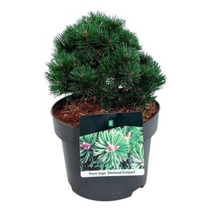 Pinus mugo 'Sherwood Compact' 20-25 cm cont. 5,0L - afbeelding 2