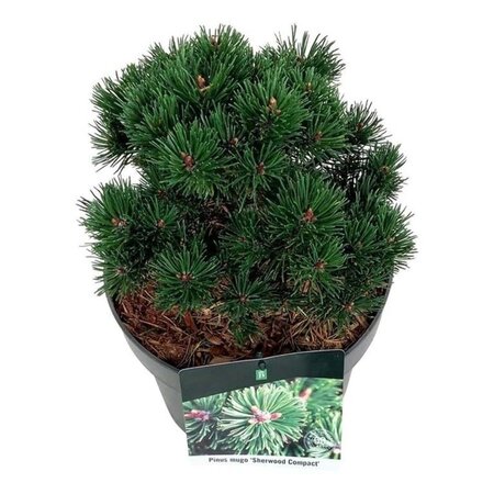 Pinus mugo 'Sherwood Compact' 20-25 cm cont. 5,0L - afbeelding 3