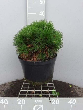 Pinus mugo 'Varella' 40-50 cm cont. 15L - image 2