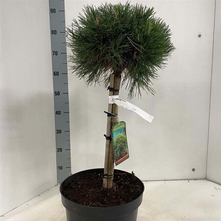 Pinus mugo 'Varella' 40 cm stam cont. 10L - afbeelding 2