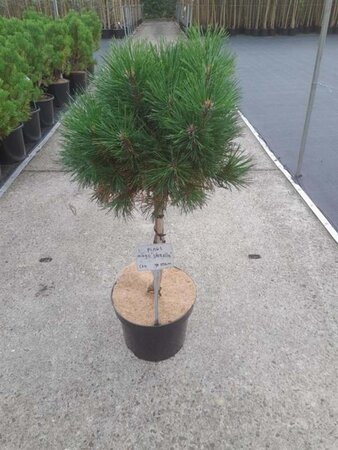 Pinus mugo 'Varella' 40 cm stam cont. 10L - afbeelding 1