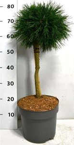 Pinus mugo 'Varella' 40 cm stam cont. 7,5L - afbeelding 1