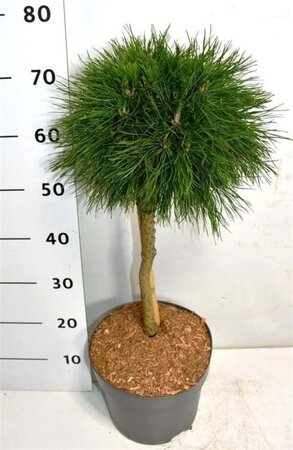 Pinus mugo 'Varella' 40 cm stam cont. 7,5L - afbeelding 2