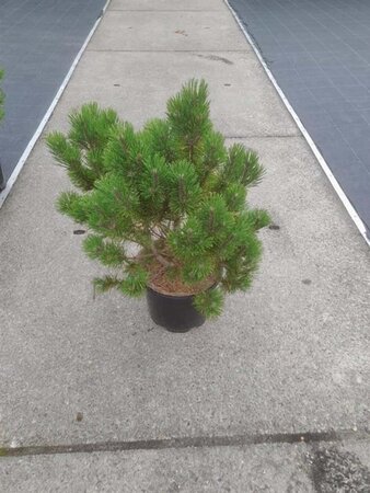 Pinus mugo 'Winter Sun' 60-80 cm cont. 15L