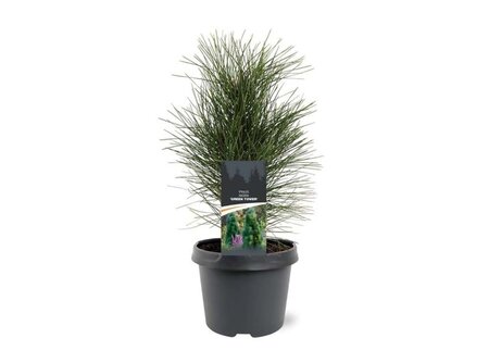 Pinus nigra 'Green Tower' 25-30 cm cont. 3,0L