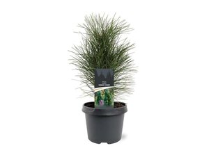 Pinus nigra 'Green Tower' 25-30 cm cont. 3,0L