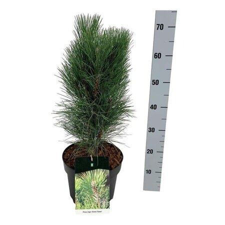 Pinus nigra 'Green Tower' 40-50 cm cont. 7,5L - afbeelding 2