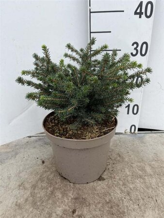 Picea omorika 'Karel' 20-25 cm cont. 3,0L - afbeelding 1