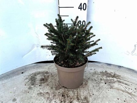 Picea omorika 'Karel' 20-25 cm cont. 3,0L - afbeelding 2