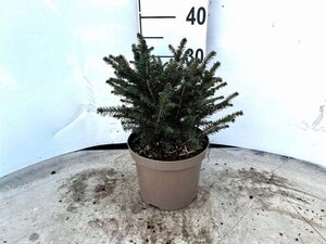 Picea omorika 'Karel' 20-25 cm cont. 3,0L - afbeelding 2