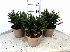 Picea omorika 'Karel' 20-25 cm cont. 3,0L - afbeelding 3