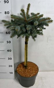 Picea pungens 'Glauca Globosa' 40 cm stam cont. 7,5L - afbeelding 1