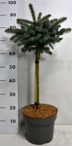 Picea pungens 'Glauca Globosa' 40 cm stam cont. 7,5L - afbeelding 2