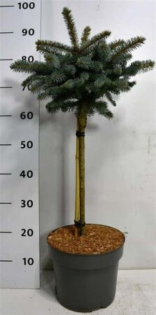 Picea pungens 'Glauca Globosa' 40 cm stem cont. 7,5L - image 2