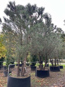 Pinus pinea 400-500 cm container meerstammig - afbeelding 4