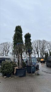 Pinus pinea 400-500 cm container meerstammig - afbeelding 2